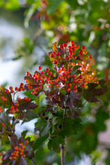Obraz premium Viburnum opulus berries ornamental park tree with beautiful ripening fruits, deciduous shrub with green leaves on branches