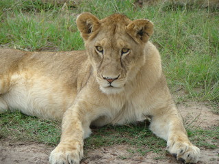 kenia