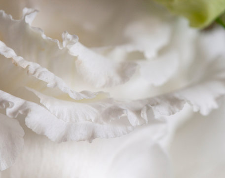 Eustoma flower fragment macro