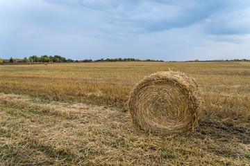 Beautiful landscape. Agricultural field. Round bundles of dry grass in the field against the blue sky. Bales of hay to feed cattle in winter.