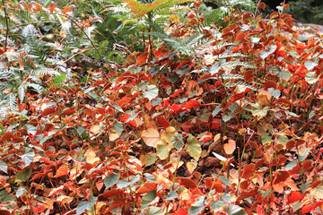 Automn leaves