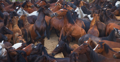 A Rapa das Bestas, Sabucedo, Pontevedra, Galicia