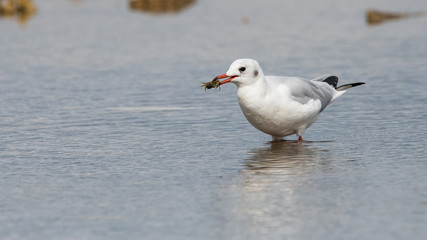 mouette rieuse 
