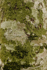 tree bark beech structure