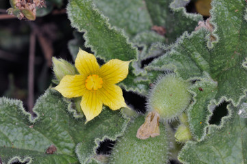 Ecballium elaterium, also called the squirting cucumber or exploding cucumber, Crete