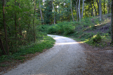 Obraz premium Largo e comodo sentiero sterrato che si inoltra nel bosco.
