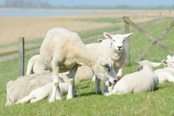 Obraz na płótnie Canvas herd of sheep, small cute lambs, ewe, and white sheep on pasture in front of blue sky