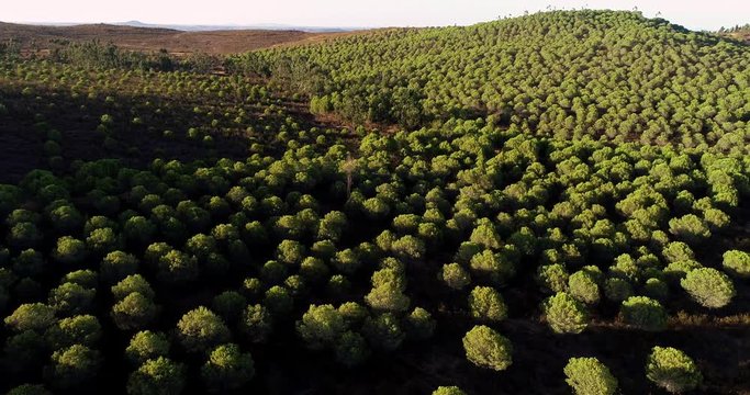Young pine forest, splendid graphic view with hill in Spain. This is an amazing view of an agricultural field - aerial view with a drone - Agriculture and Landscape concept 4K