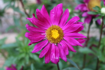 Obraz premium PRIMER PLANO DE UNA MARGARITA DE PÉTALOS GRANDES Y ROSADOS CON ROCÍO