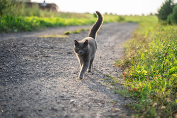 Russian blue cat is on the village road