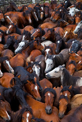 A Rapa das Bestas, Sabucedo, Pontevedra, Galicia
