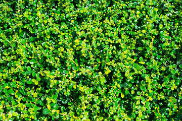 Fresh green bush background image