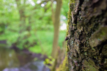 macro of natural things