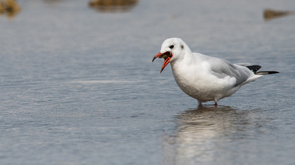 mouette rieuse 