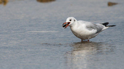 Fototapeta premium mouette rieuse 