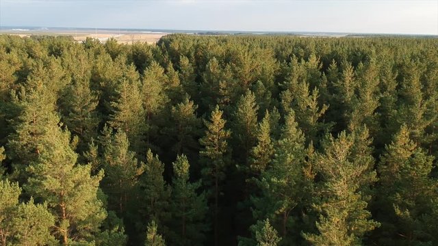 Green gold forest landscape from the drone view 4 (top)