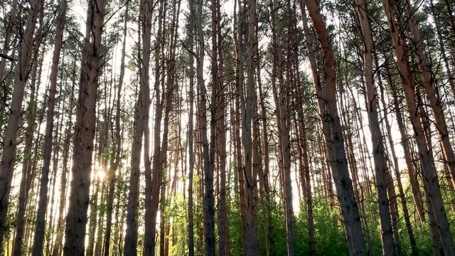 View of deep forest green trees with sunlight breaks through the leaves