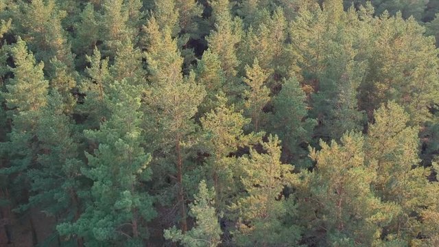 Green gold forest landscape from the drone view 3 (top)