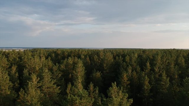 Green gold forest landscape from the drone view 1 (top)