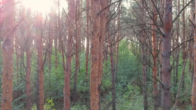 Sliding up with drone from the green forest to the sky with beautiful panorama view of lake, trees and mountains and sunset.