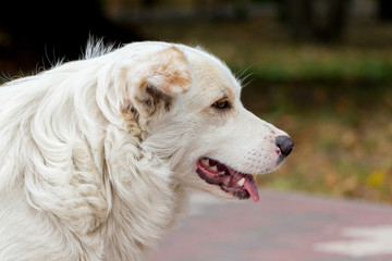 Portrait of white big dog close up in profile_