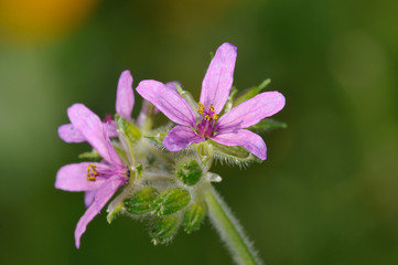 Fototapeta premium Erodium cicutarium, also known as redstem filaree, redstem stork's bill, common stork's-bill or pinweed, Crete