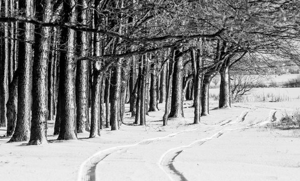Road on the outskirts of a winter forest. Black and white image_