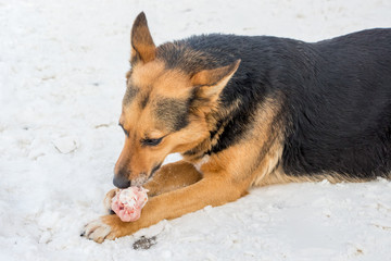Naklejka na ściany i meble Dog in winter eating meat in the snow_