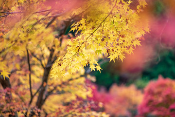 Colorful autumn color in Japan. Maple & ginkgo tree change their leaves color to yellow and red. Concept for autumn and foliage background.