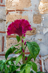The plant (Celosia cristata) grows and blooms in a flower bed