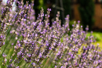 Obraz premium field of lavender