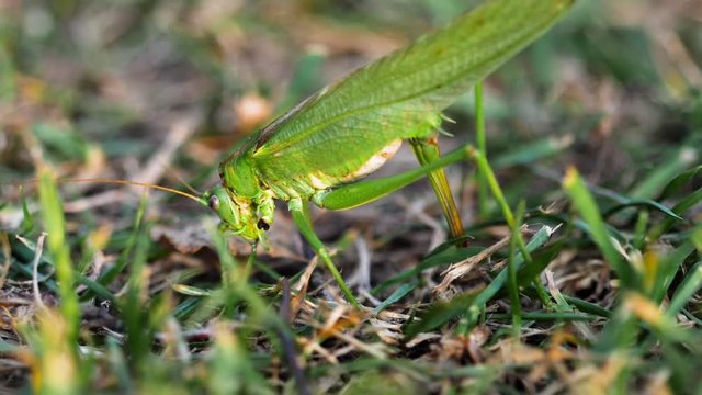 Big green locust female lays eggs