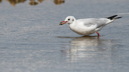 mouette rieuse 