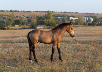 A foal is playing with a plastic bottle. Horse in the pasture. Environmental issue and animals.