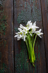 Fresh spring flowers on wood background, snowdrops