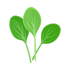 Oval leaves for a salad. Vector illustration on a white background.