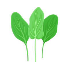 Three leaves of sorrel. Vector illustration on a white background.