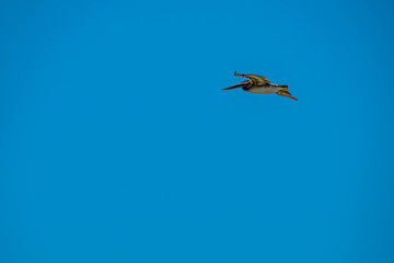 Brown Pelicans flying along the coastline of Padre Island NS, Texas