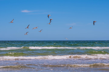 Brown Pelicans flying along the coastline of Padre Island NS, Texas