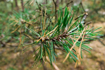 Naklejka na ściany i meble Spruce branch with needles closeup. Closeup with blurred background