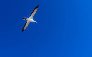 Muriwai Gannet Colony, Auckland, New Zealand