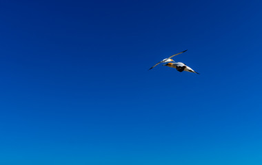 Muriwai Gannet Colony, Auckland, New Zealand