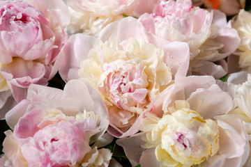 Peonies background close-up, holiday background