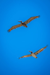Brown Pelicans flying along the coastline of Padre Island NS, Texas