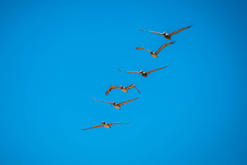 Brown Pelicans flying along the coastline of Padre Island NS, Texas