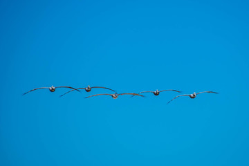 Brown Pelicans flying along the coastline of Padre Island NS, Texas