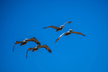 Brown Pelicans flying along the coastline of Padre Island NS, Texas