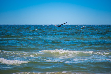 Naklejka premium Brown Pelicans flying along the coastline of Padre Island NS, Texas