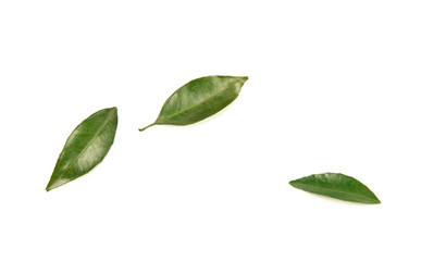 Fresh mandarin leaf isolated on white background.