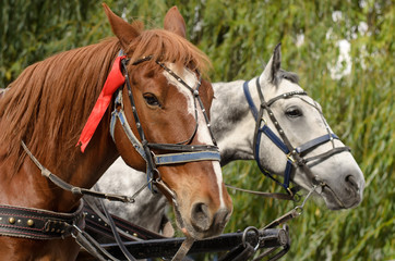 Heads of two horses (brown-white and white-gray), harnessed to the carriage, green trees in the background, close-up, selective focus